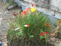 Entrümpelung der Dachterrasse, Bild 13