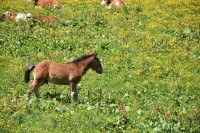 Sommerwoche 2016 - Teil II, Bild 60
